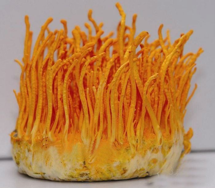 Cordyceps