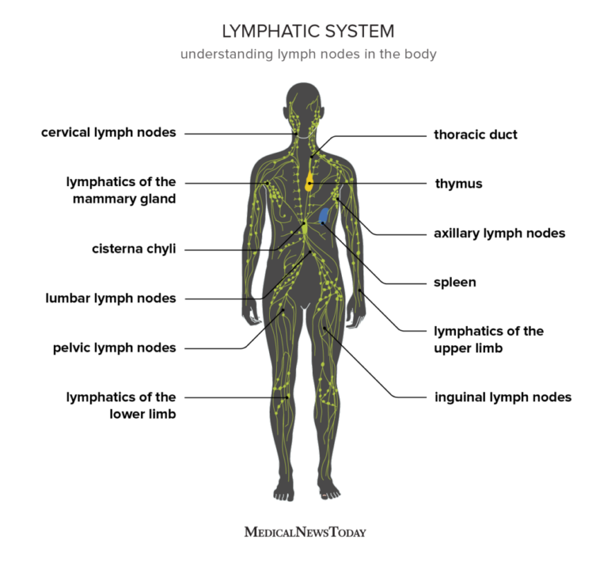 Lymphatic Health Anatomy