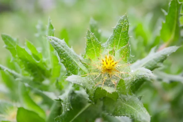 Blessed_Thistle